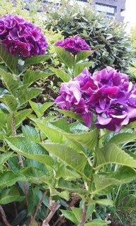 170624_1643~02.jpg