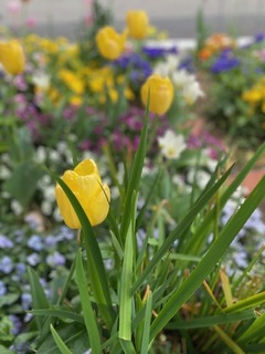 IMG_1599.jpg