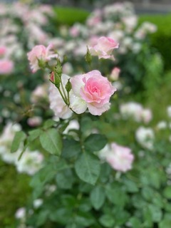 IMG_1882.jpg